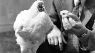 این مرغ شیطون با خوردن پاپ کورن به توپ گرد تبدیل شد!| عجیب اما کاملا واقعی + عکس