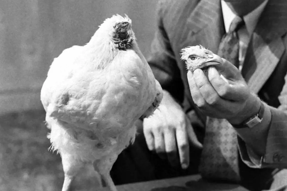  مرغی که ۱۸ ماه بدون سر زنده ماند! | ماجرای واقعی، ترسناک و پرابهام