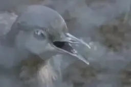 پرنده‌ای که صدای ساخت‌وساز از خودش درمی‌آورد!+ویدئو