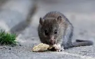 تست هپاتیت ای موش های صحرایی