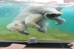  یک هتل زیرآبی در باغ وحشی در بلژیک افتتاح شد