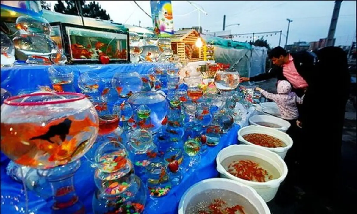 
فروش ماهی قرمز نوروز ممنوع شود
