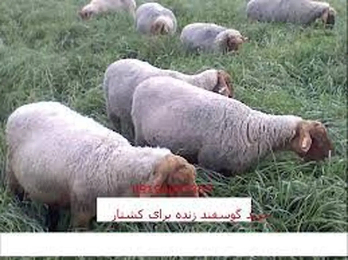 قیمت گوسفند زنده برای محرم اعلام  میشود