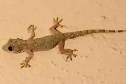 چطور کاری کنیم که مارمولک از خانه بیرون برود؟|  راه‌های ساده برای گیرانداختن مارمولک 