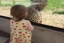 واکنش عجیب و حیرت‌انگیز یوز پلنگ در مقابل یک دختربچه!+ویدئو 