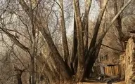 از چنار ۱۵ متری امامزاده صالح تا چنار ۹۰۰ ساله سوهانک