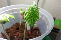 رام کردن تمر هندی سرکش! | آموزش کاشت تمر هندی در گلدان +ویدئو