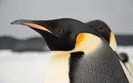 تغییرات اقلیمی و خطر انقراض پنگوئن‌های امپراطور