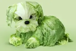 خلق تصاویری از حیوانات که با مواد خوراکی درست شده‌اند 