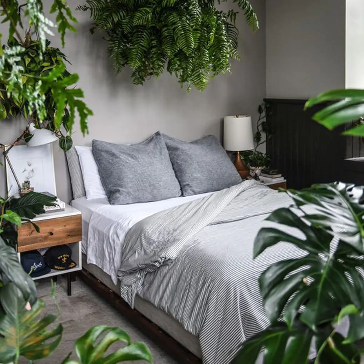 بهترین روش برای زیبا کردن اتاق خواب | معرفی گیاهان آپارتمانی مناسب اتاق خواب +تصویر