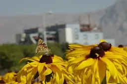 توضیحات هیات اجرایی در خصوص «تغییر گرید» شپلی و انتقال به موقعیت نارنجی در بازار