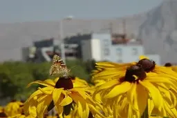 توضیحات هیات اجرایی در خصوص «تغییر گرید» شپلی و انتقال به موقعیت نارنجی در بازار