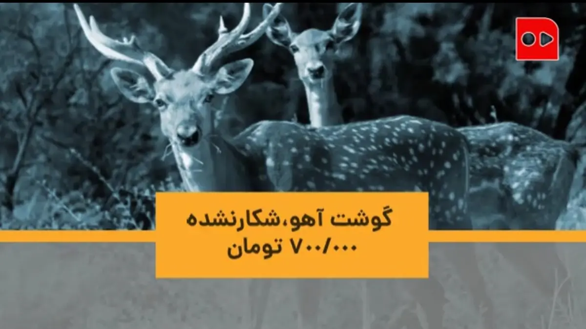 گوشت آهو، شکار نشده، ۷۰۰ هزار تومان! + ویدئو