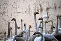 فروش قوهای مهاجر در سرخ‌رود؛ ناقابل ۵ میلیون تومان!