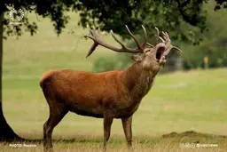 ممنوعیت ورود به زیستگاه گوزن قرمز هیرکانی | حفاظت ویژه در فصل گاوبانگی +ویدئو