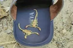 هجوم عقرب های سمی به هرمزگان | فوت ۵ نفر بر اثر گزش عقرب در یک روستا