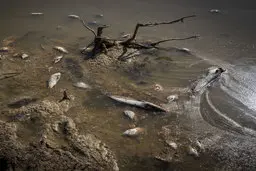 ۸۷ درصد مخازن هورالعظیم ایران پرآب است