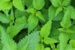 میدانید گیاه گزنه با پوست شما چه میکند؟در ویدئوی زیر تماشا کنید