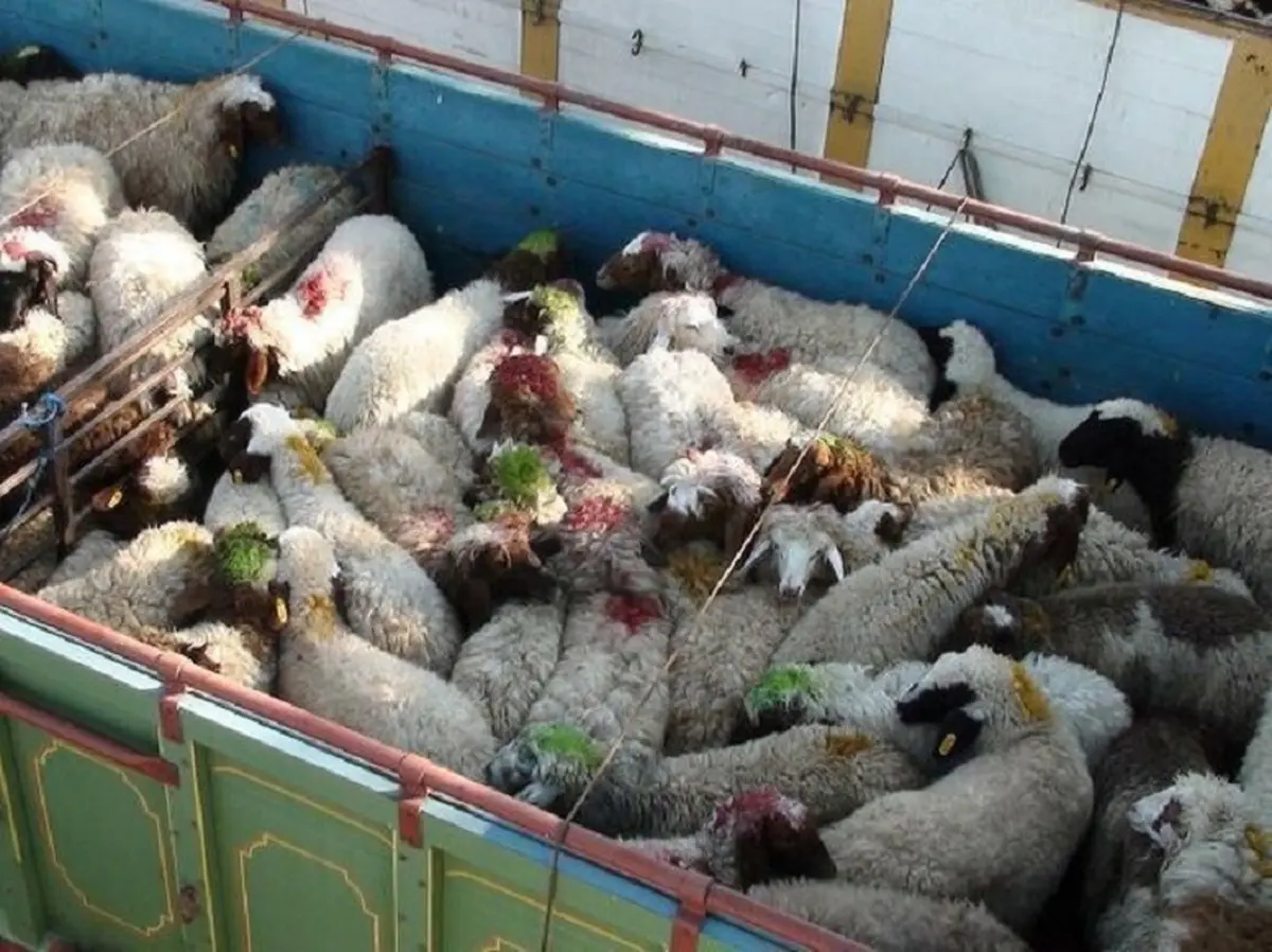 دلیل گرانی اخیر قیمت گوشت در تهران | چگونه می توان بازار گوشت قرمز را کنترل کرد؟