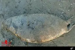 کشف لاشه فوک خزری در بندر انزلی 