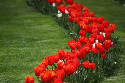 تصاویر لذت بخش از جشنواره گل لاله در کرج| جشنواره گل لاله در کرج تا کی ادامه دارد؟