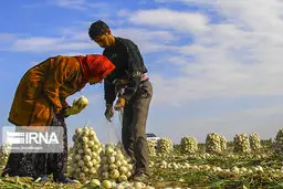 نبود الگوی کشت تهدیدی برای امنیت غذایی کشور در بلندمدت خواهد بود. 