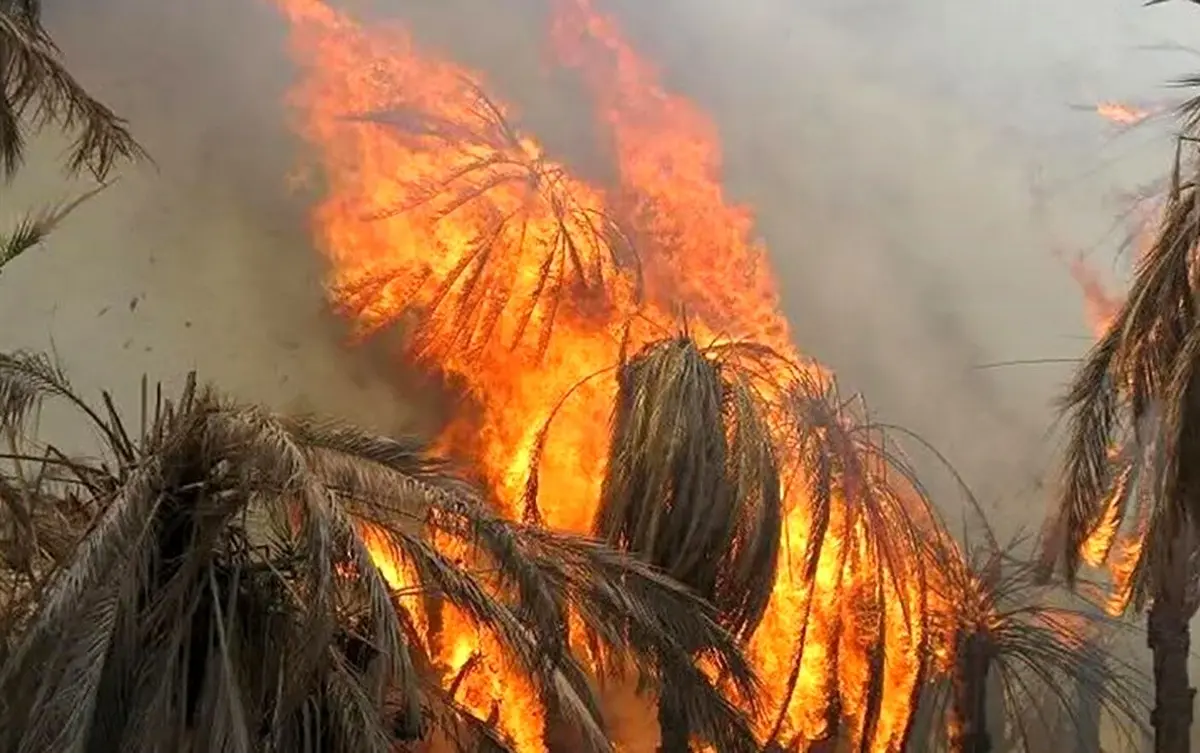 آتش نخلستان های نیکشهر را خاکستر کرد + ویدئو