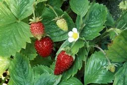 دیگه گلدون توت فرنگی نخر خودت بکار! | روش تکثیر توت فرنگی در خانه +ویدئو