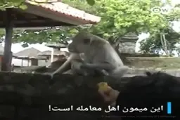 وقتشه میمون‌ها هم صاحب‌کار بشن‌ + ویدئو