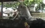 وقتشه میمون‌ها هم صاحب‌کار بشن‌ + ویدئو
