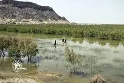 کاهش وابستگی معیشتی مردم به آب در هامون