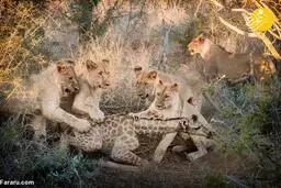  بازی ۵ شیر گرسنه با بچه زرافه قبل از خوردنش 