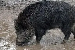 حمله یک گله گراز به روستای سنجگان قم + ویدئو