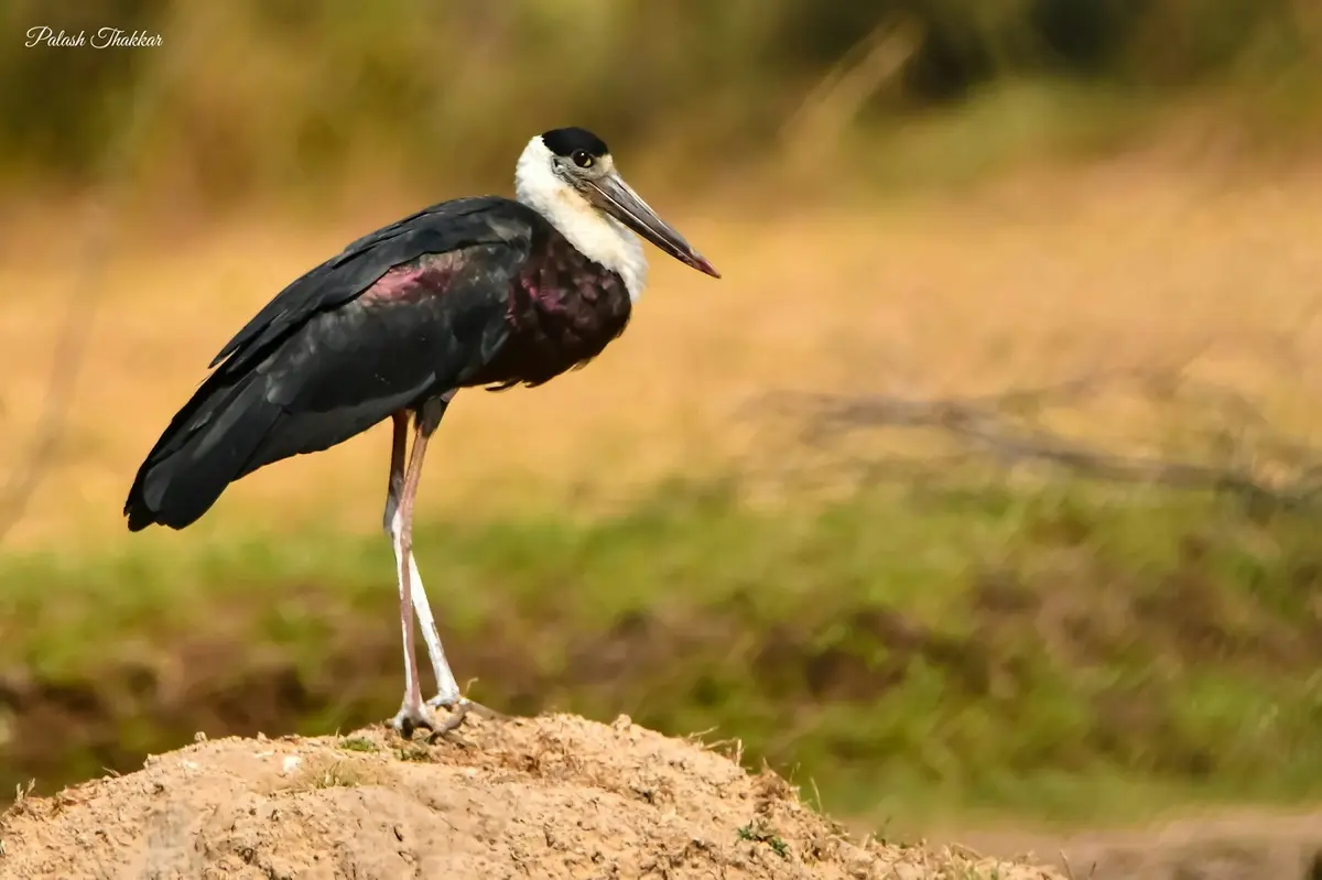 بازگشت لک‌لک سیاه به زهک | نشانه‌ای از احیای محیط‌زیست و امید برای پرندگان مهاجر
