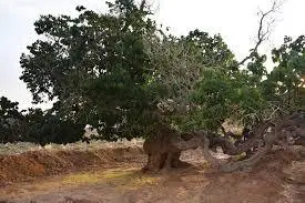 درختی که در فهرست آثار ملی ایران ثبت شد | معرفی تک درخت کهنسال شاه توت میرهاشم در پهنه دشت استان یزد