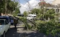 شکستن درختان براثر وزش شدید باد در البرز | درخت‌ها روی ماشین سقوط کردند +ویدئو