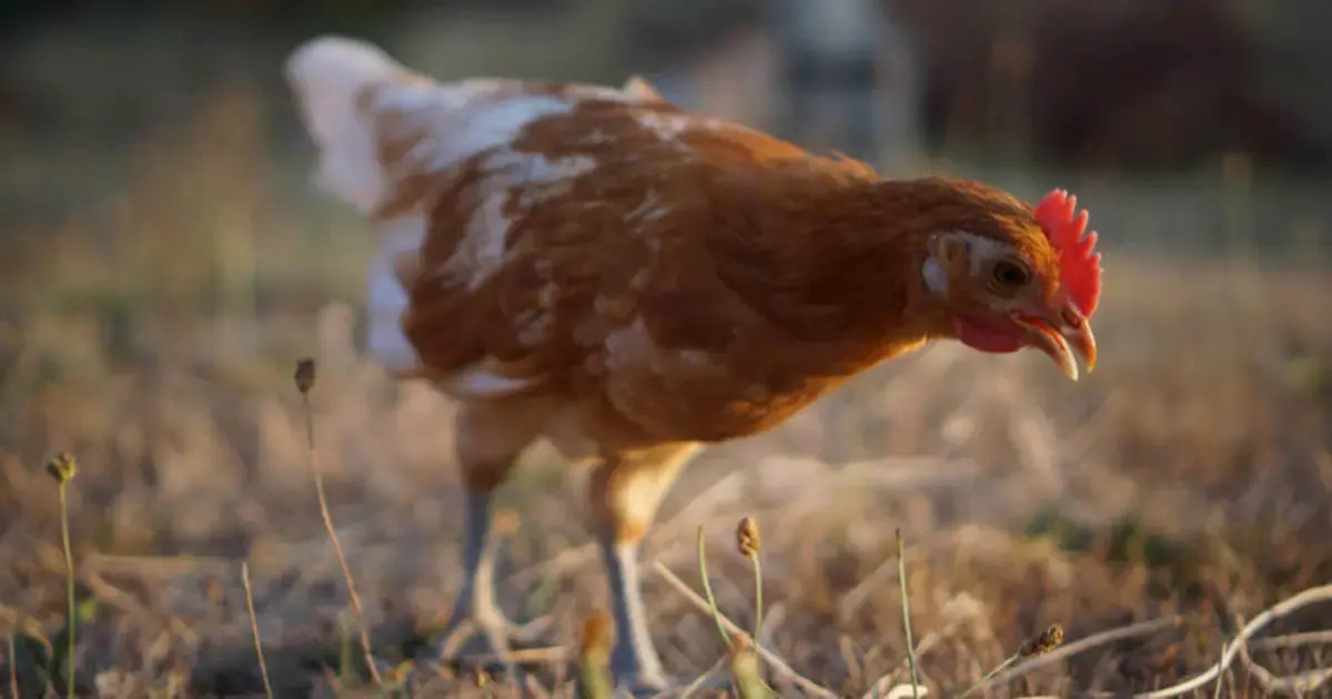 اینجوری مرغ رو هیپنوتیزم کن! | آموزش هیپنوتیزم کردن مرغ + ویدیو