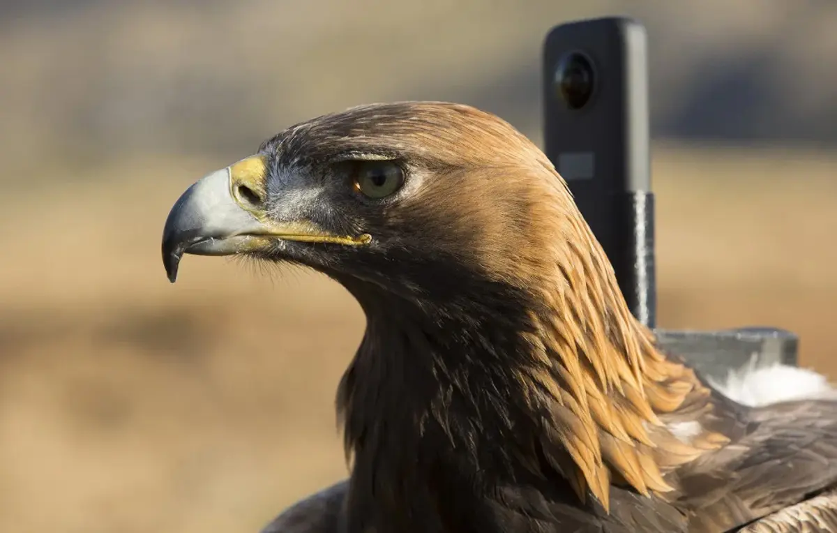 تماشای کوهستان برفی با دوربین پشت عقاب 