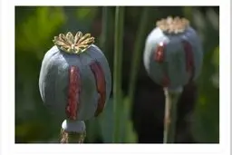  کشف مزرعه خشخاش در بهبهان