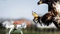 حمله یک پرنده گرسنه به پهپاد حمل غذا ! + ویدئو