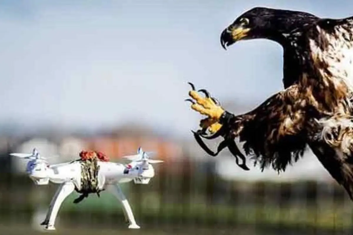 حمله یک پرنده گرسنه به پهپاد حمل غذا ! + ویدئو