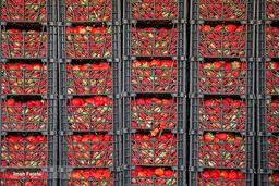 توت فرنگی هایی که به بار نشستند+عکس| تصاویر فوق العاده از برداشت توت فرنگی در کردستان

