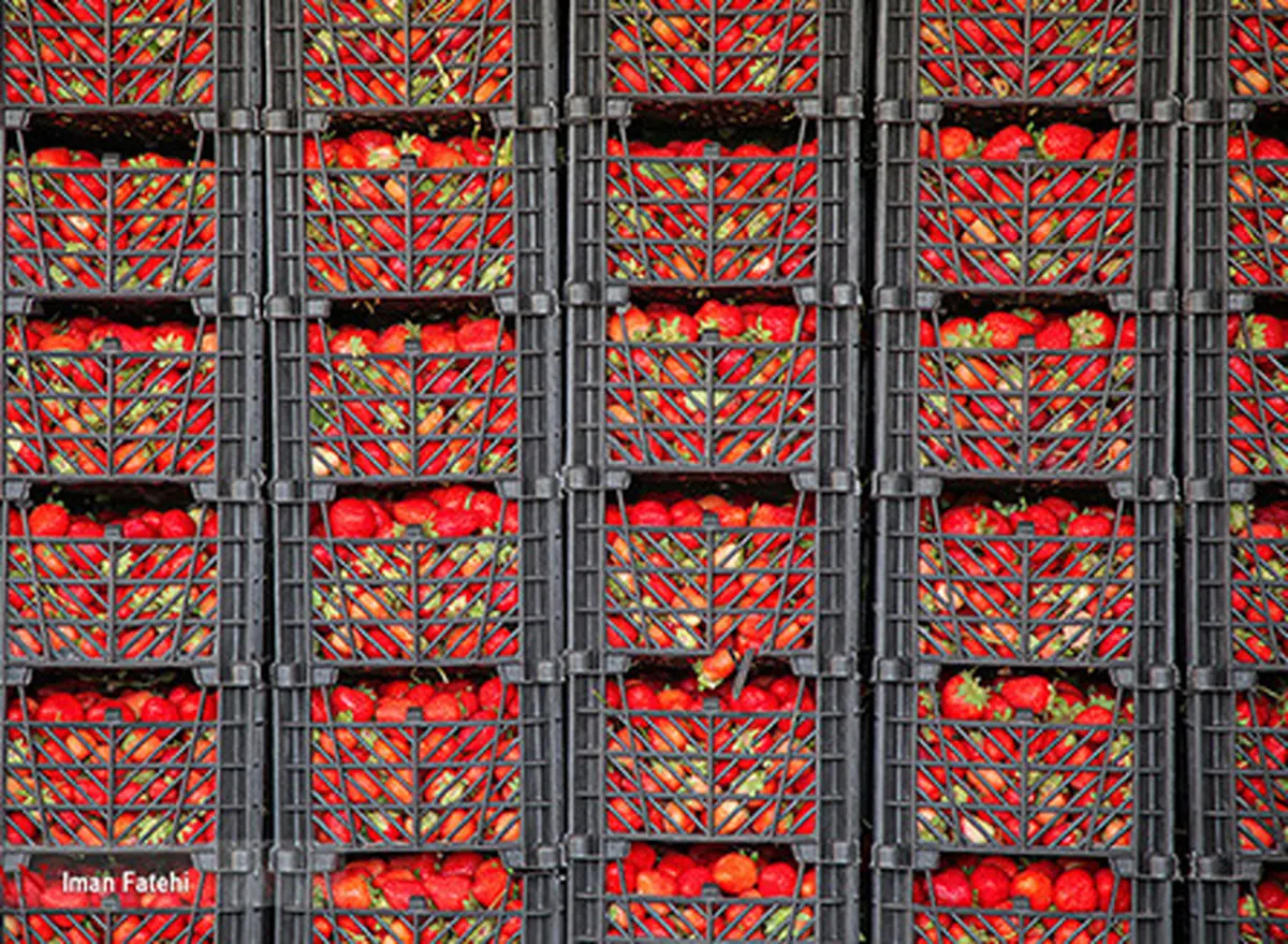 توت فرنگی هایی که به بار نشستند+عکس| تصاویر فوق العاده از برداشت توت فرنگی در کردستان

