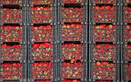 توت فرنگی هایی که به بار نشستند+عکس| تصاویر فوق العاده از برداشت توت فرنگی در کردستان

