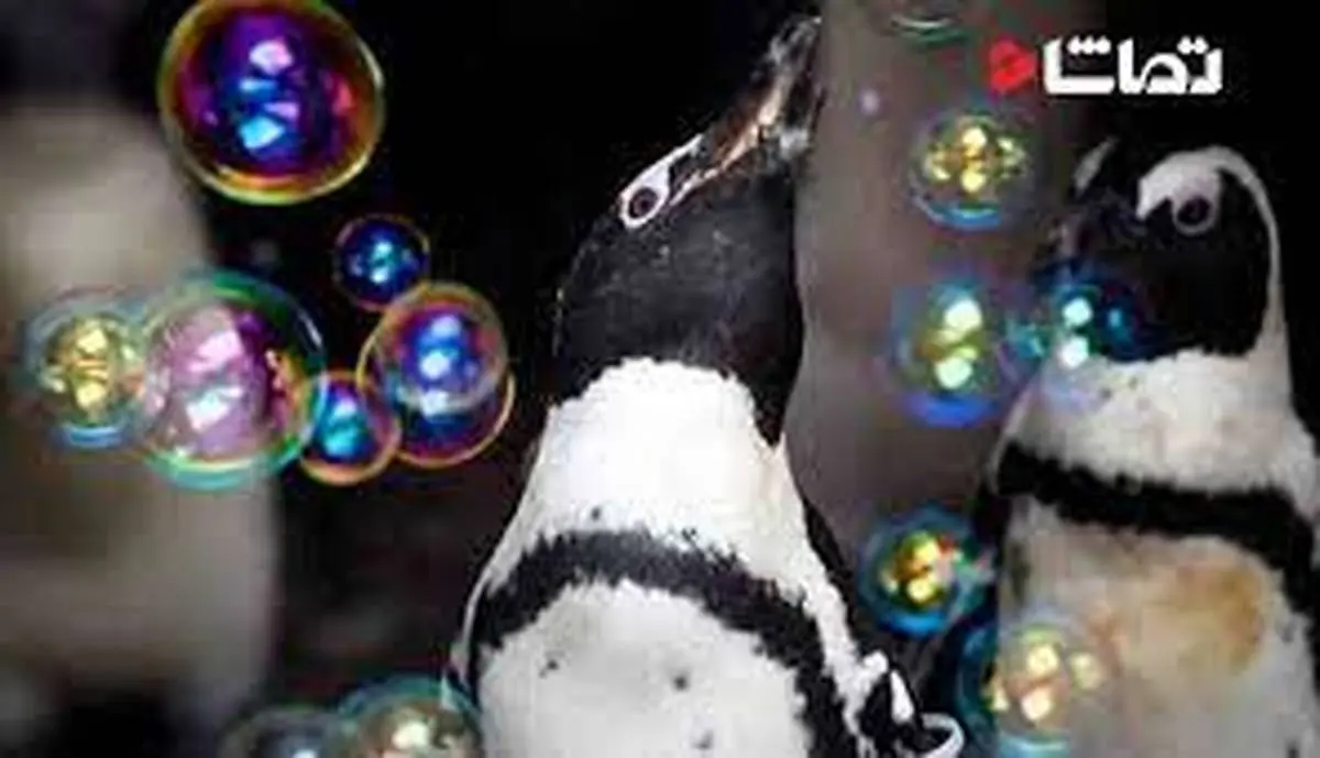 پنگوئن هایی که حباب بازی می کنند!+ویدئو