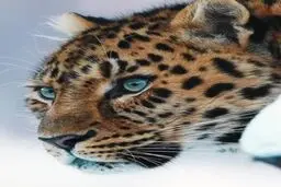 چشمان سرمه‌کشیده‌ی خدادادی، که به نقاشی شباهت دارد+ویدئو 