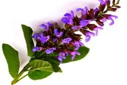  گیاه دارویی مریم‌گلی جایگزین مناسبی برای دهان‌شویه‌های شیمیایی