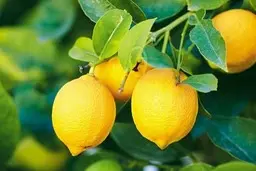 با این خوراکی‌ها به جنگ هوای آلوده بروید 