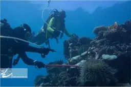  هوش مصنوعی |آینده درخشان نوآوری‌های فرهنگی در دستان میراث جهانی دریایی
