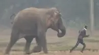 فیل عصبانی صاحب خود را لگدمال کرد و کشت | لحظه رم کردن فیل را ببینید | حاوی صحنه دلخراش +ویدئو